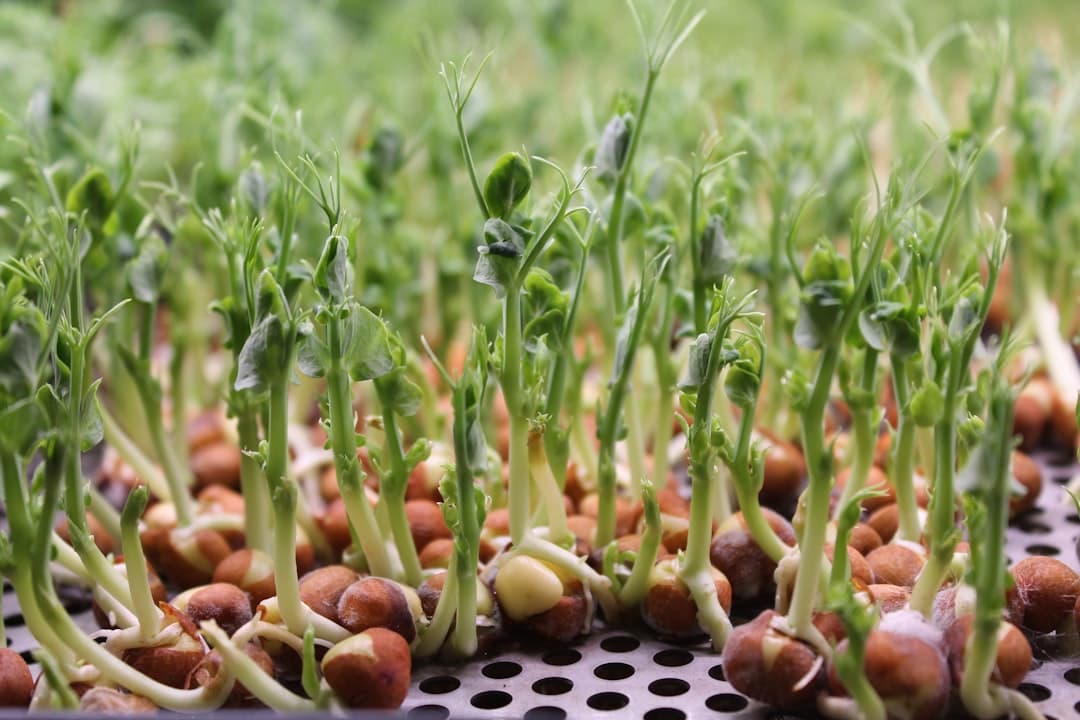 Chickpea Sprouts