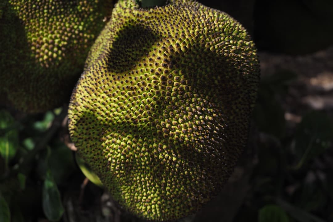Jackfruit