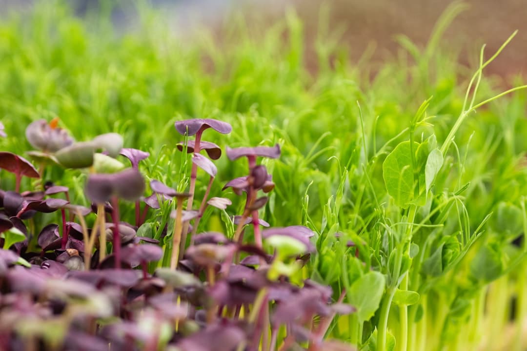 Mixed Microgreens