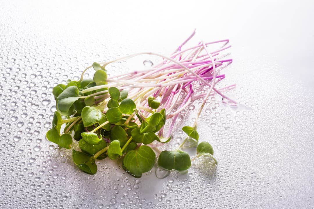 Radish Microgreens