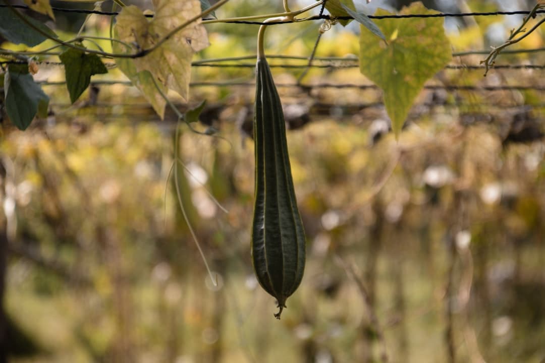 Ridge Gourd