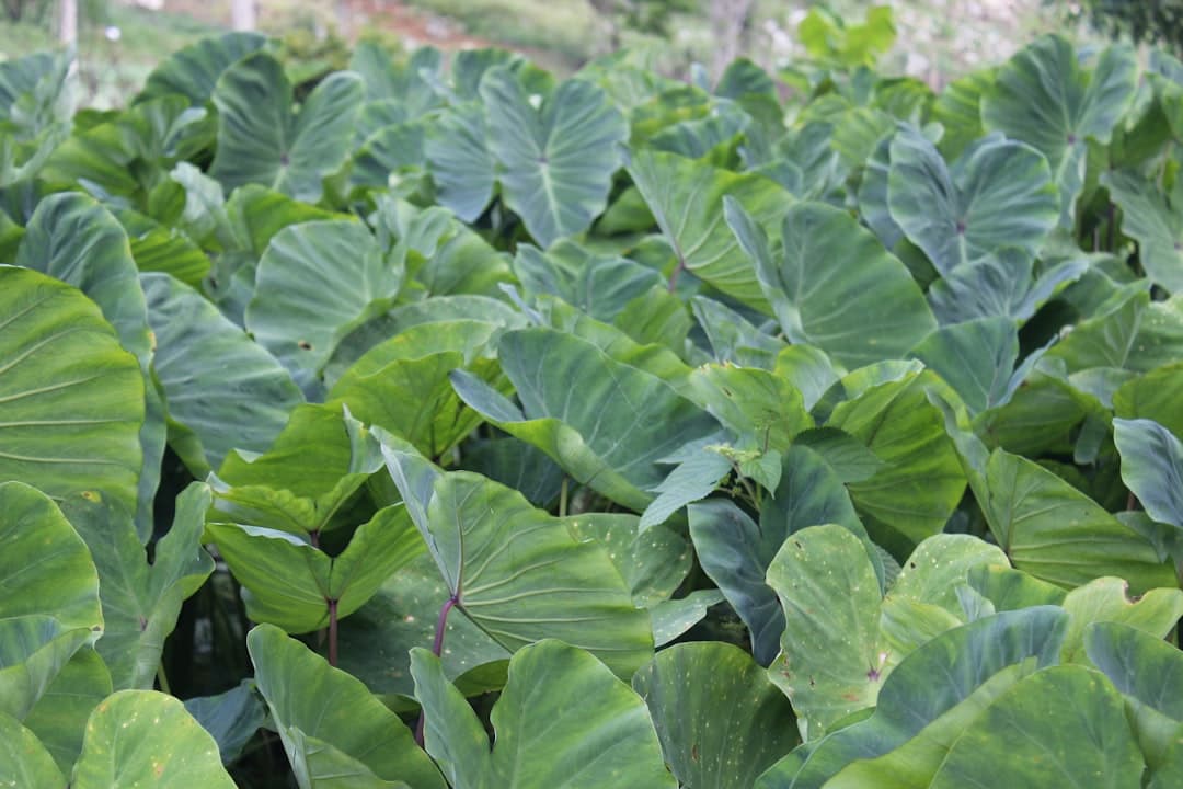 Taro / Colocasia