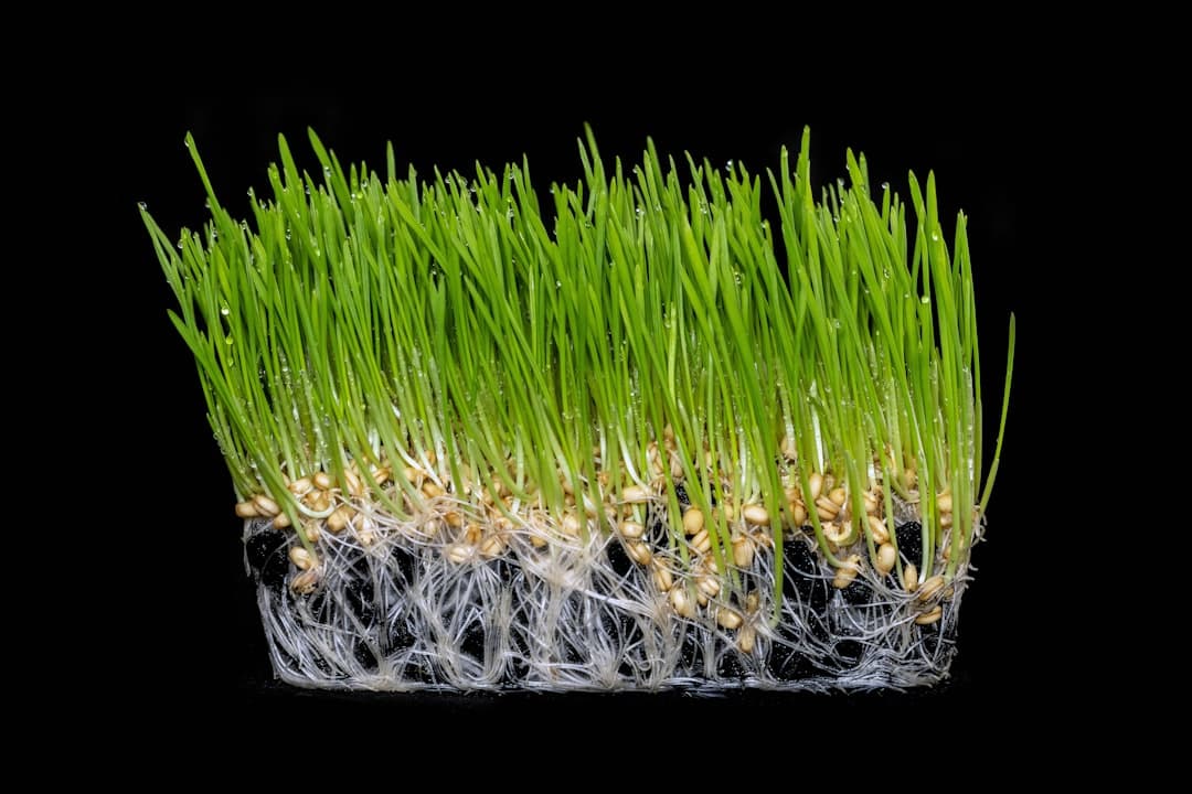 Wheatgrass